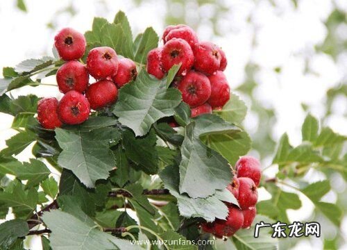 山东盛产什么农作物