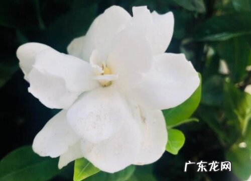 代表夏天的植物有哪些