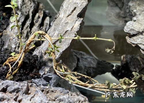 代表夏天的植物有哪些