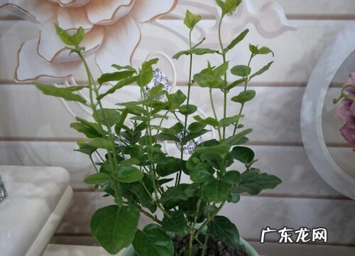 代表夏天的植物有哪些