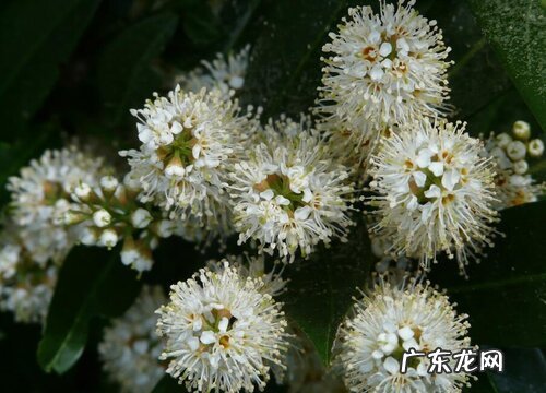 代表秋天的植物有哪些