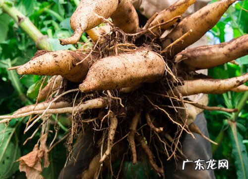 雪莲果是果实吗