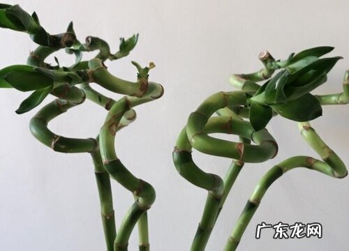 代表诚信的植物有哪些