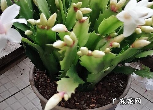 代表冬天的植物有哪些