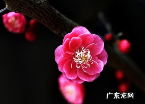 代表冬天的植物有哪些