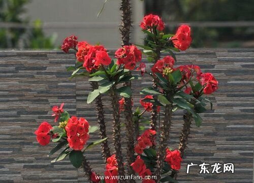 代表忠诚的植物有哪些