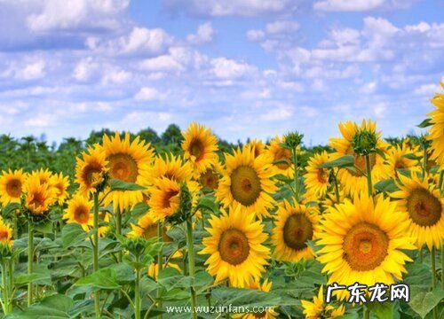 代表忠诚的植物有哪些