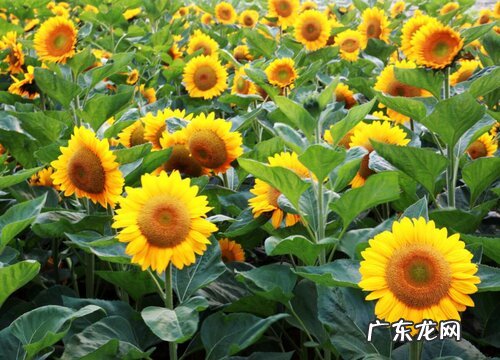 代表自由的植物有哪些