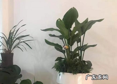 代表自由的植物有哪些
