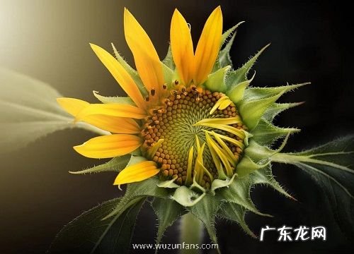 代表积极向上的植物有哪些