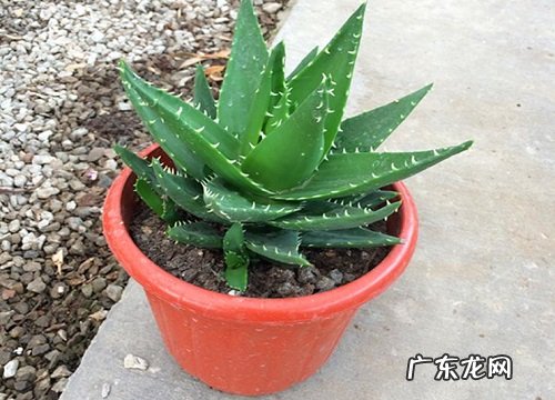 室内好种的花卉有哪些