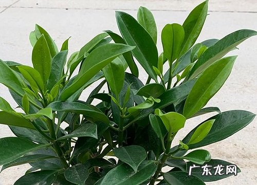 室内好种的花卉有哪些