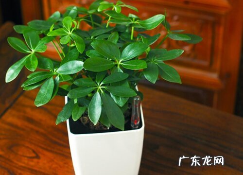 室内好种的花卉有哪些