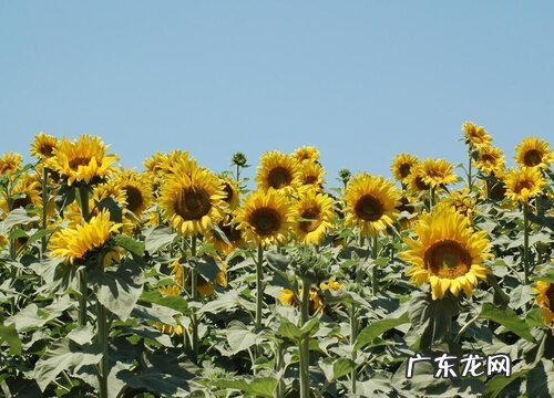 代表老师的植物有哪些