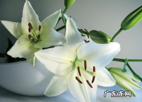 代表老师的植物有哪些