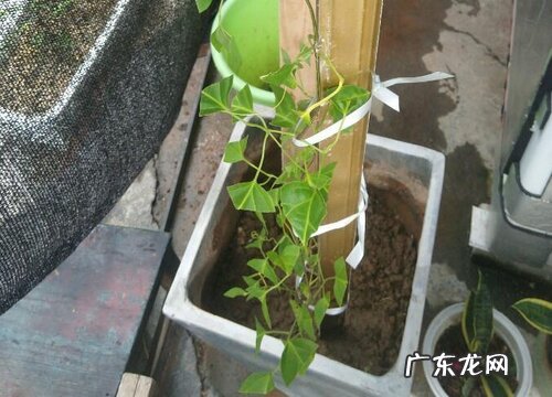 攀藤花卉有哪些