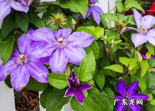 攀藤花卉有哪些