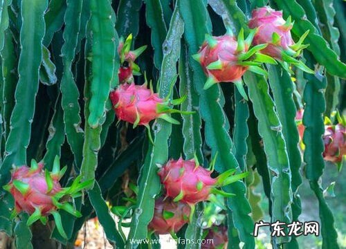 火龙果什么时候开花结果