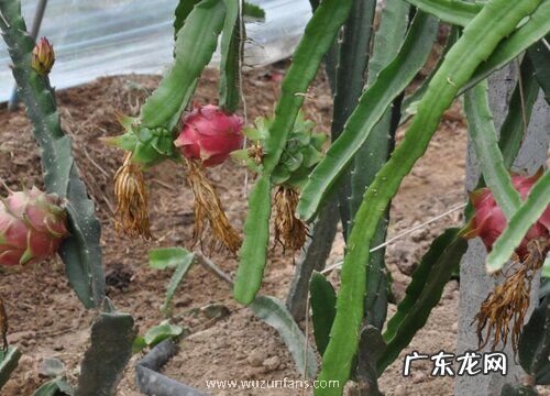 火龙果什么时候开花结果