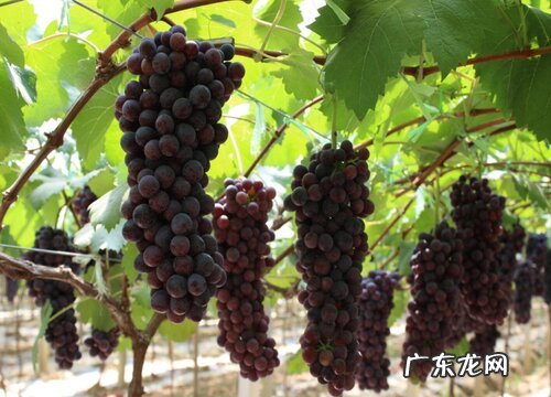 重庆产什么水果