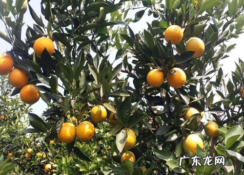 重庆产什么水果