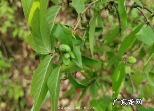 羊奶奶树又叫什么树