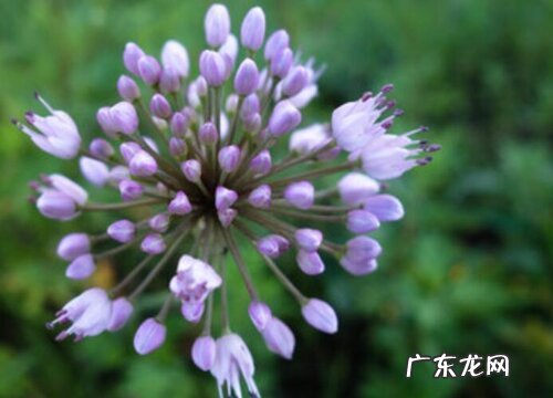 补肾的植物有哪些