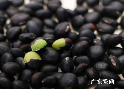 补肾的植物有哪些