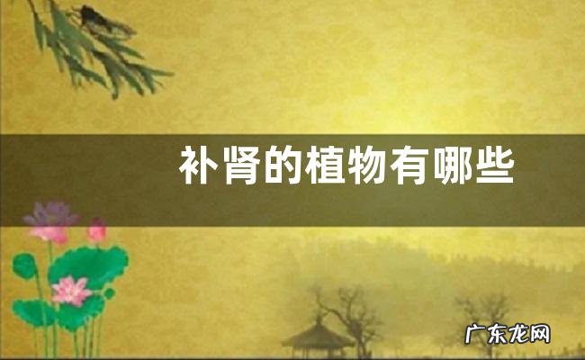 补肾的植物有哪些