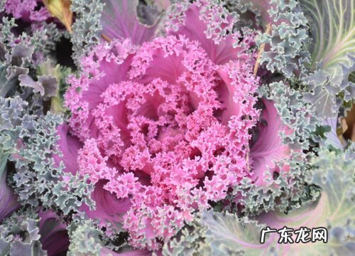 补肾的植物有哪些