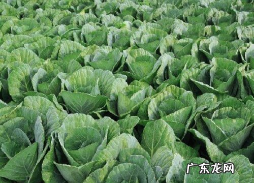 包菜又叫什么菜