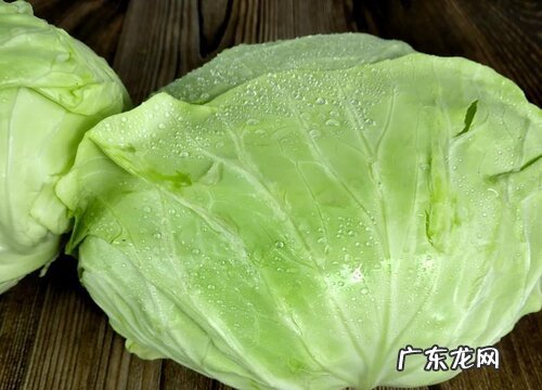 包菜又叫什么菜