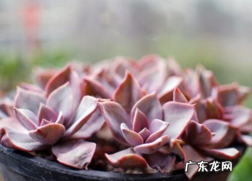 丁香多肉喜欢阳光吗