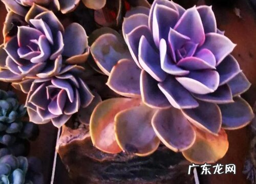 丁香多肉喜欢阳光吗