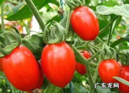 西红柿又叫什么果