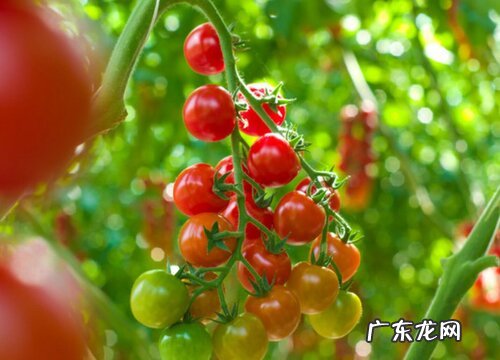 西红柿又叫什么果