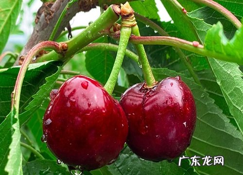 智利产什么水果