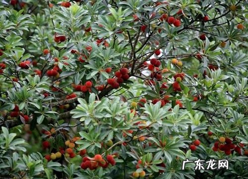 安徽产什么水果