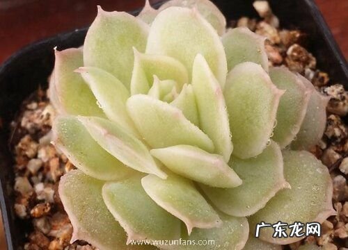 昂斯洛多肉怎么养长的好 家庭养殖方法