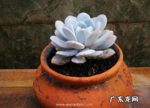 昂斯洛多肉怎么养长的好 家庭养殖方法