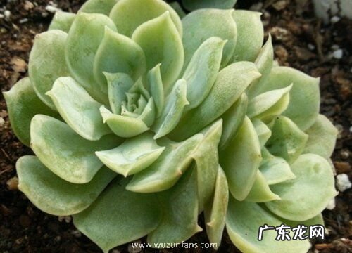 昂斯洛多肉怎么养长的好 家庭养殖方法