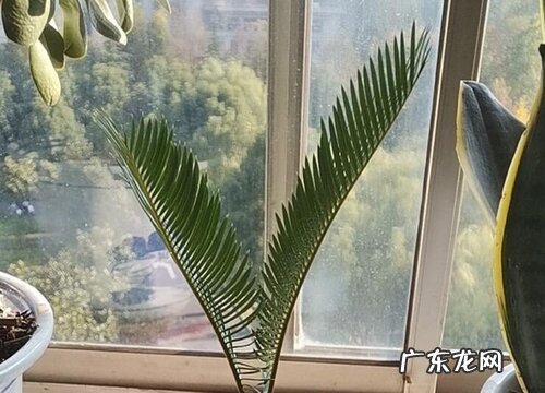 铁树怎么水培养殖方法