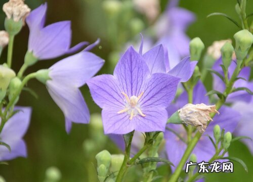 桔梗适合什么地方种植