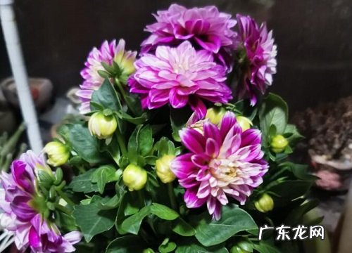 大丽花又叫什么花