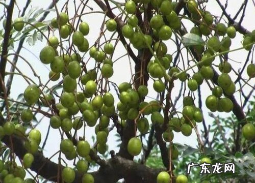 苦粒子树又叫什么树