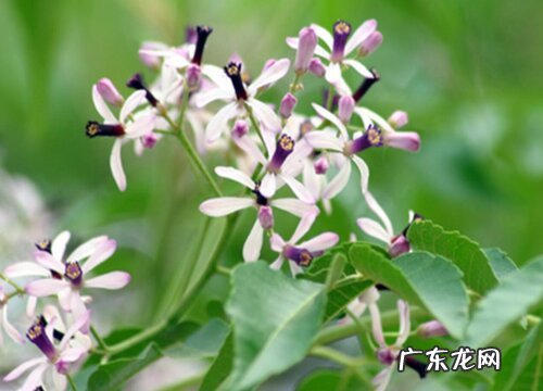 苦粒子树又叫什么树