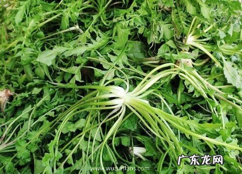 菱角菜又叫什么菜