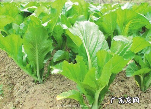 菱角菜又叫什么菜