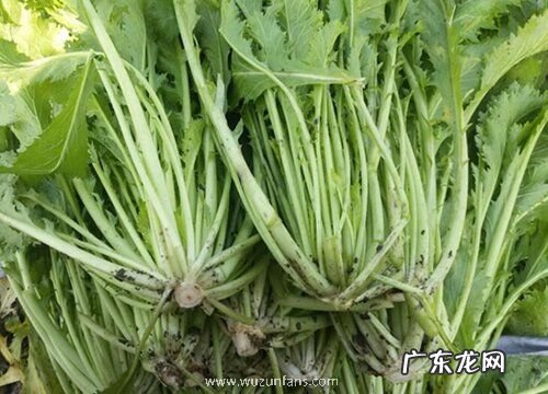 菱角菜又叫什么菜