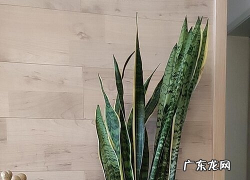 虎尾兰可以水培吗